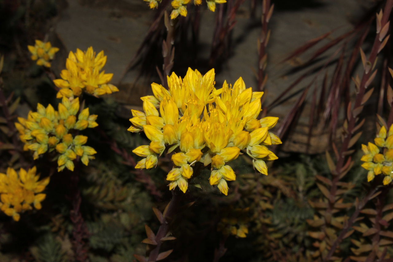 Sedum da determinare - Sedum cfr. rupestre